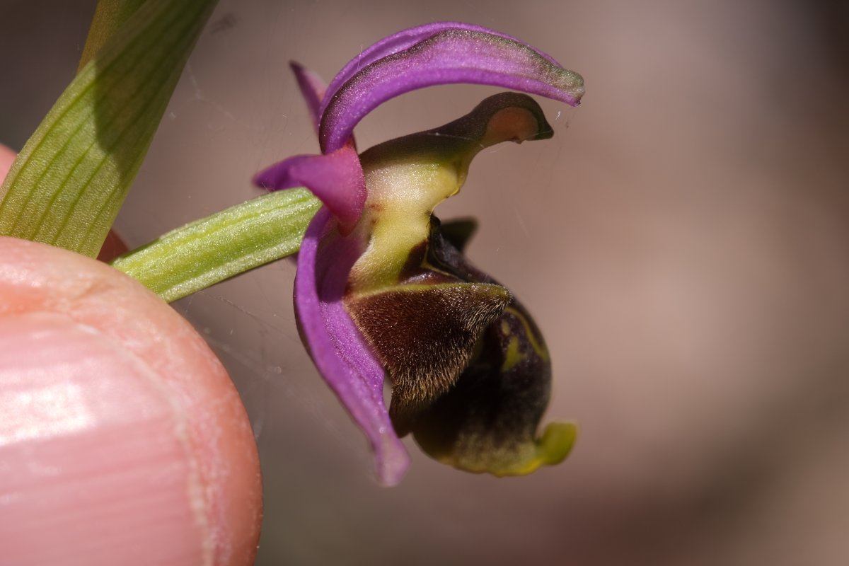 Ultime orchidee per quest''anno - Dalla Grecia con passione